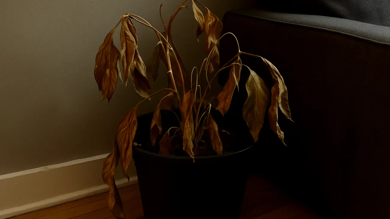 Zamioculcas"